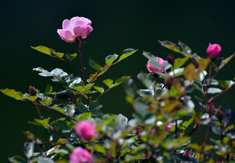 DSC_0743.jpg