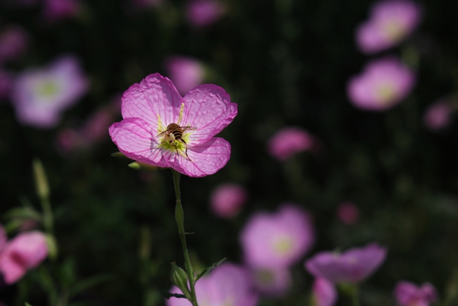 IMGP3984.jpg