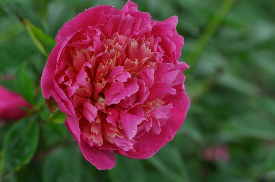 DSC_0287_副本-2.jpg