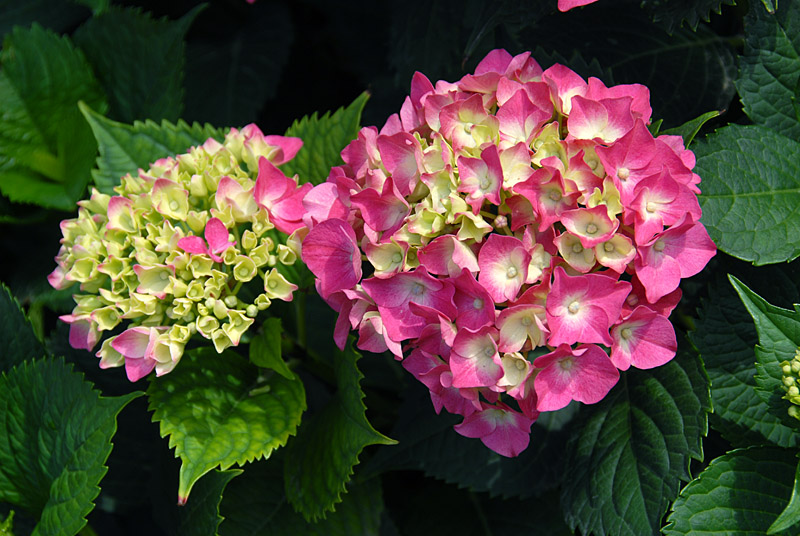 绣球花.jpg