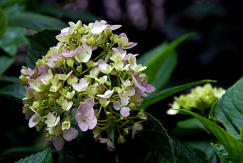 绣球花 (4).jpg