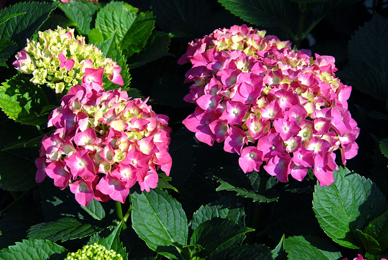 绣球花 (12).jpg