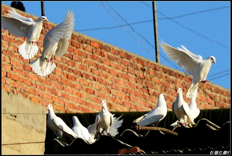 白鸽1.jpg