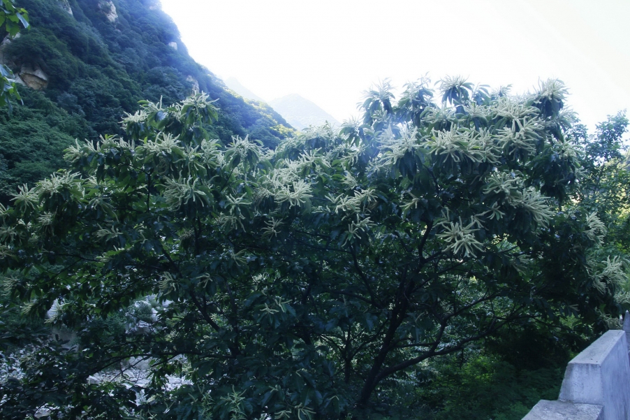 _MG_0528_调整大.jpg