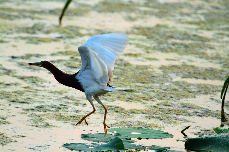 苍鹭 036_副本1.jpg