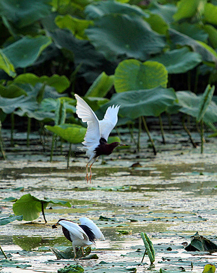 苍鹭 040_副本.jpg