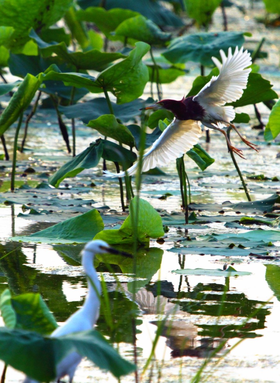 苍鹭 084_副本.jpg