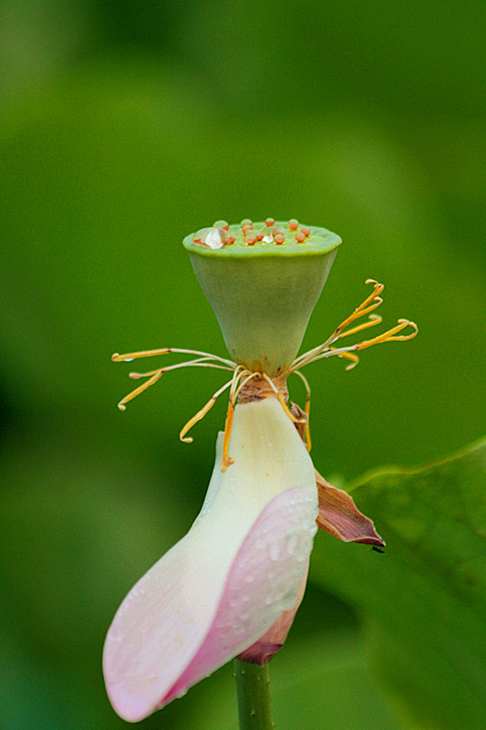 荷花 013_副本.jpg