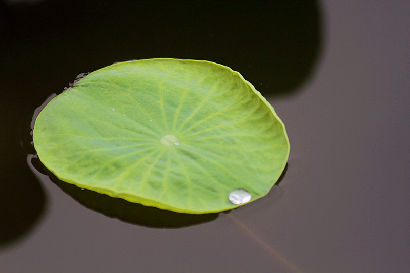 荷花 069_副本.jpg