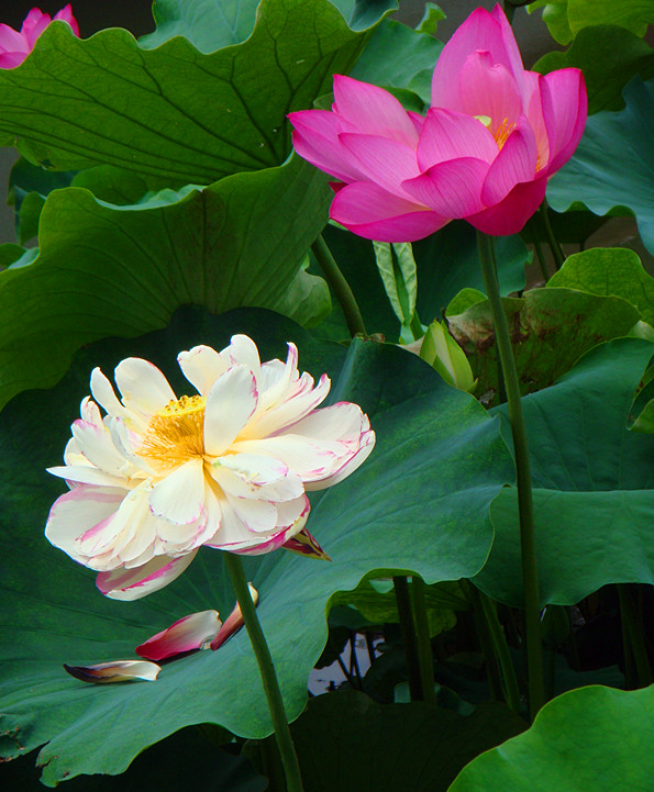 DSC08845_副本.jpg