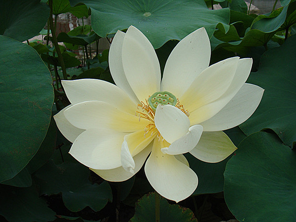 DSC08770_副本.jpg