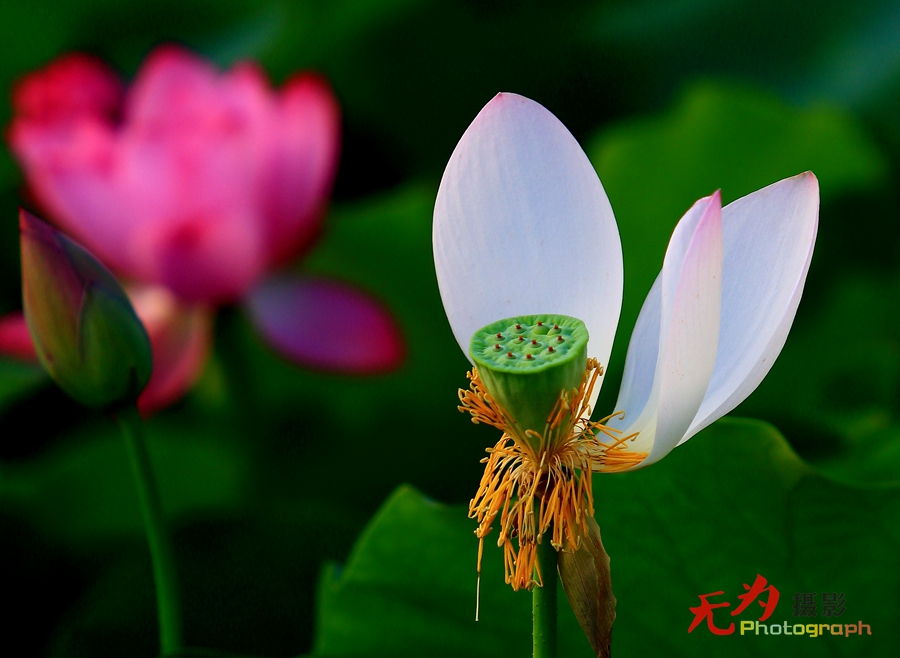 曲江-荷韵 (24).JPG