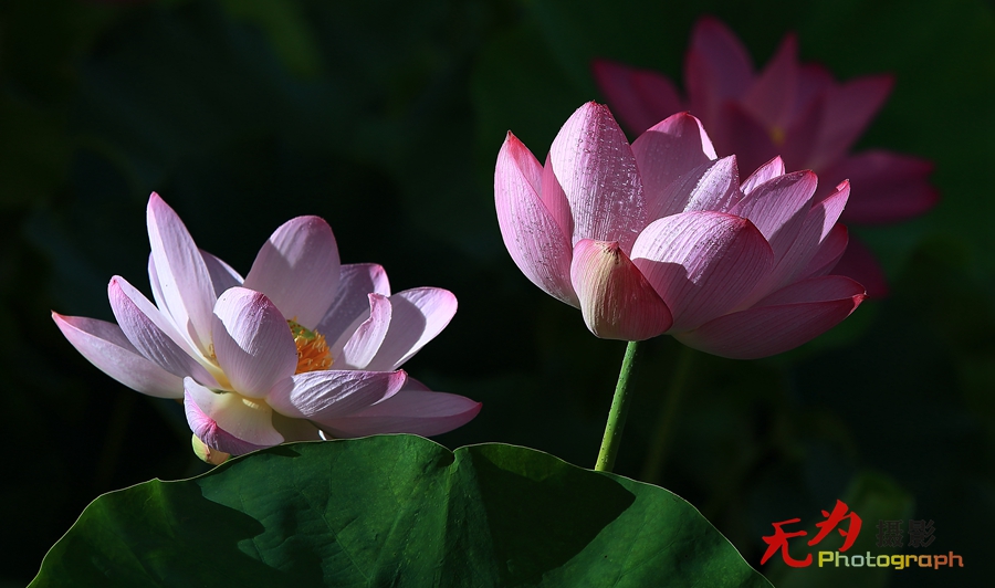 曲江-荷韵 (03).JPG