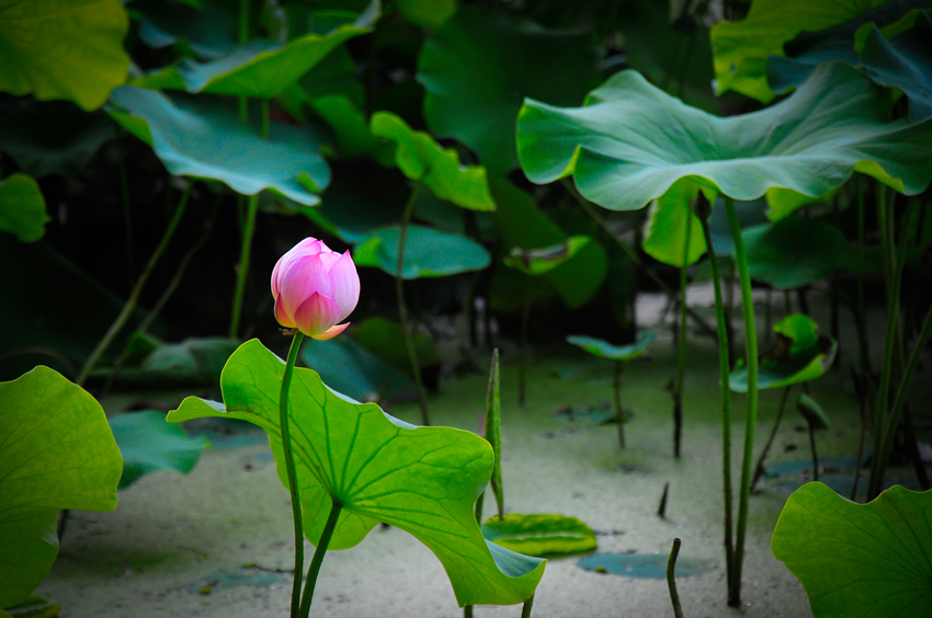 _dsc7603_副本.jpg