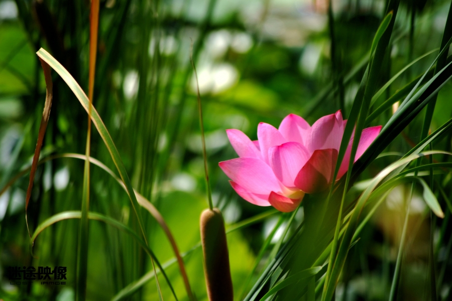 DSCF9017.JPG