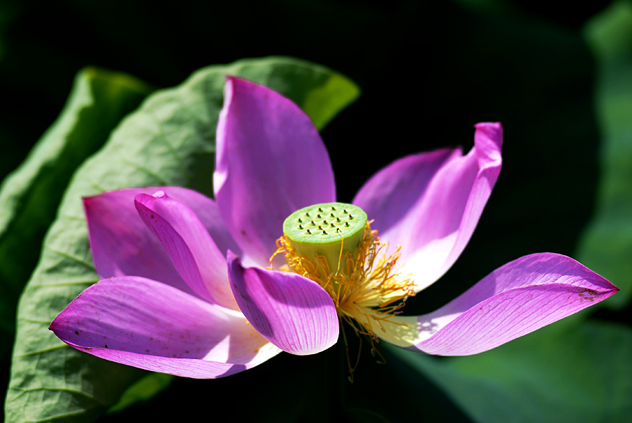 夏日 荷塘 (13).jpg