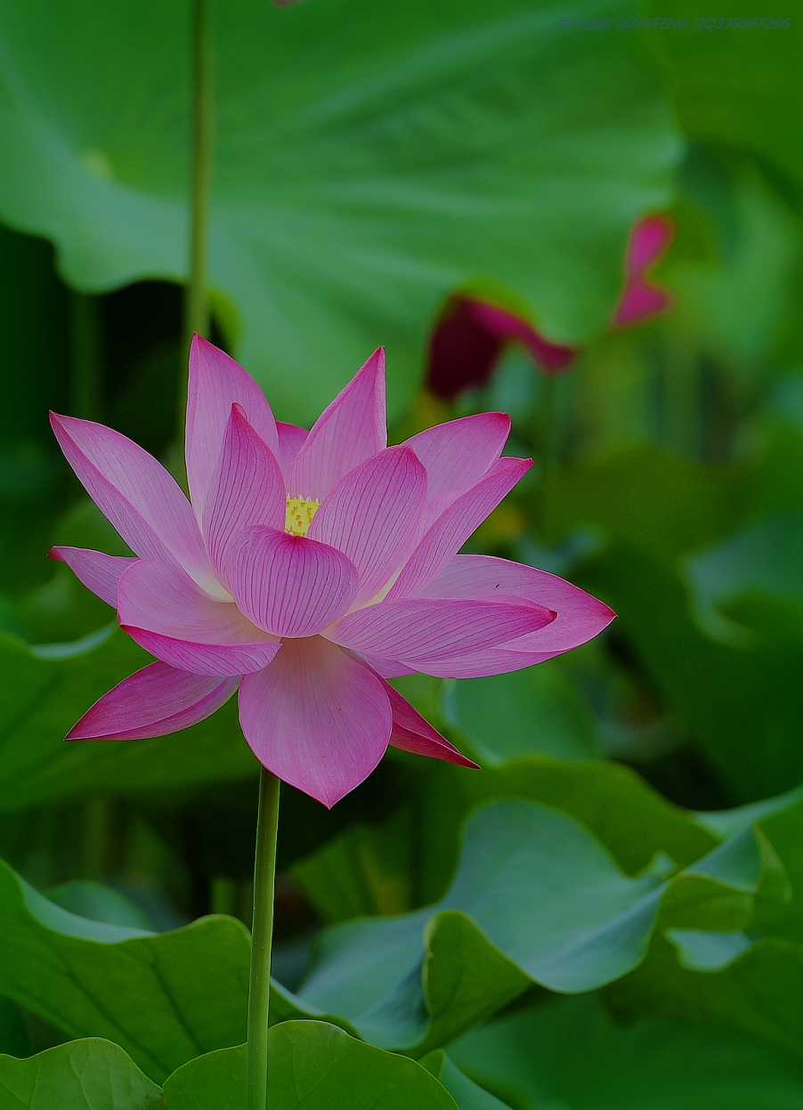 DSC_6355_副本.jpg