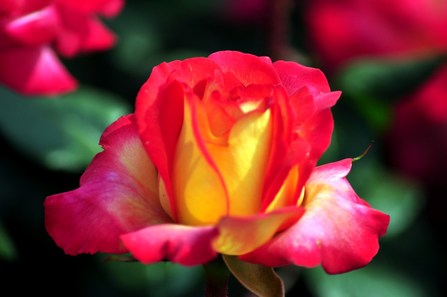 DSC_1099.jpg