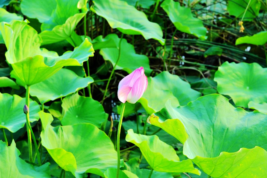 DSC_0588副.jpg