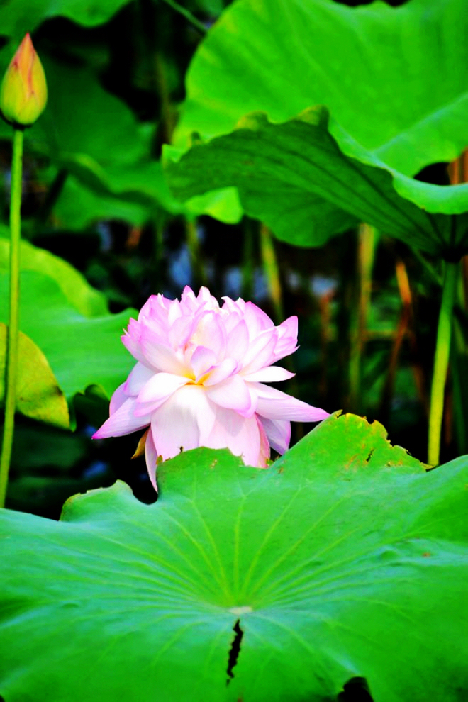 DSC_1347副.jpg