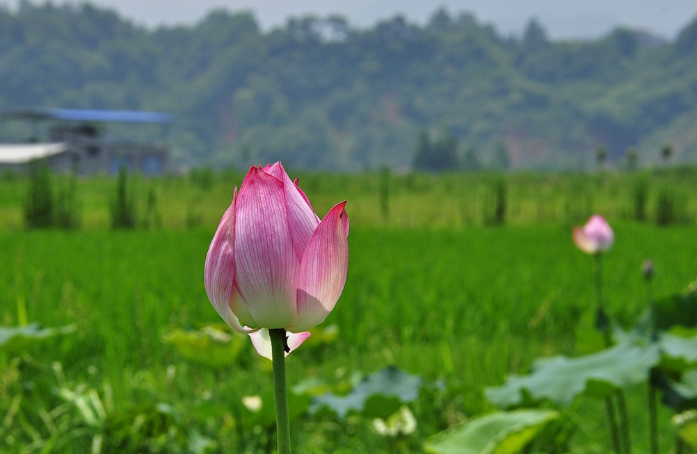 _DSC6485副本.jpg