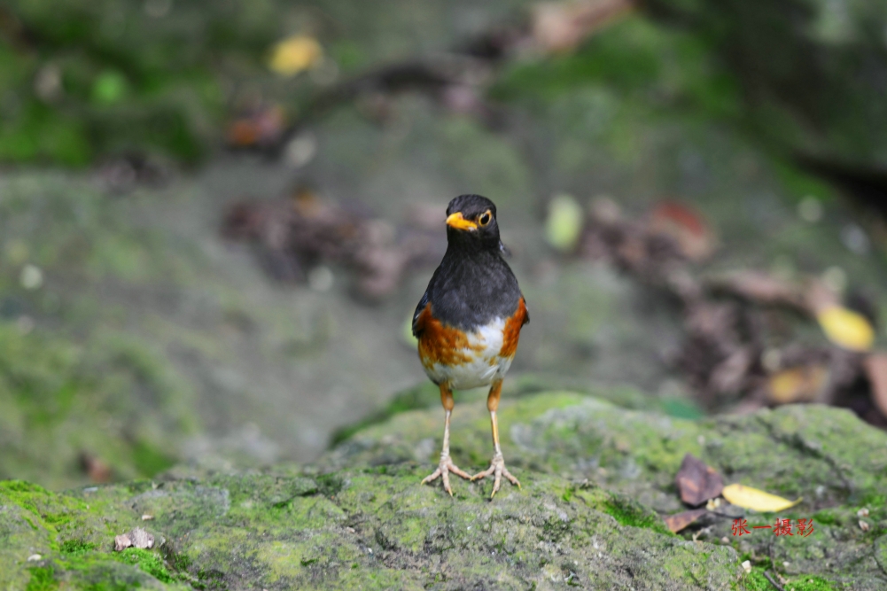 DSC_8795_副本.JPG