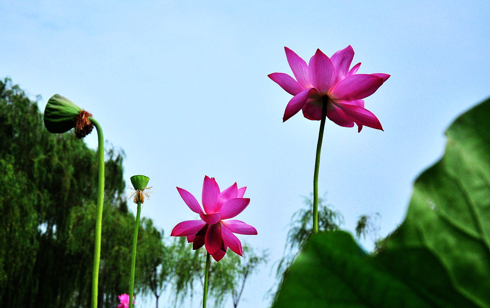 DSC_0654.jpg