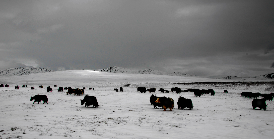 雪山牦牛.JPG