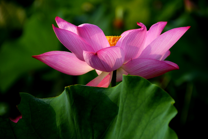 荷 花 (17).jpg