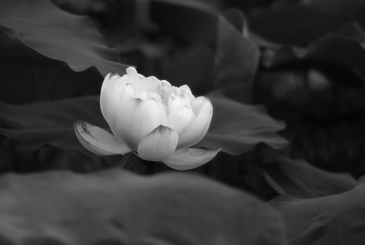 荷花黑白.jpg