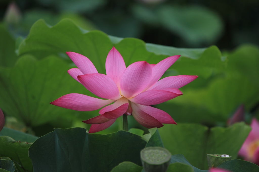 IMG_2919清水头观荷.JPG