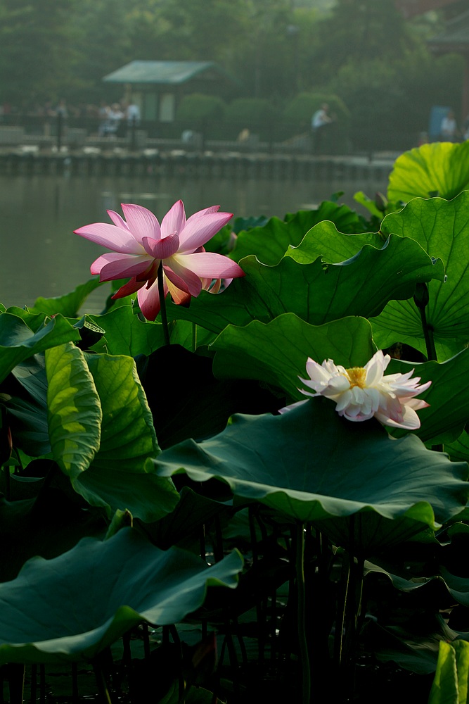 荷花10.jpg