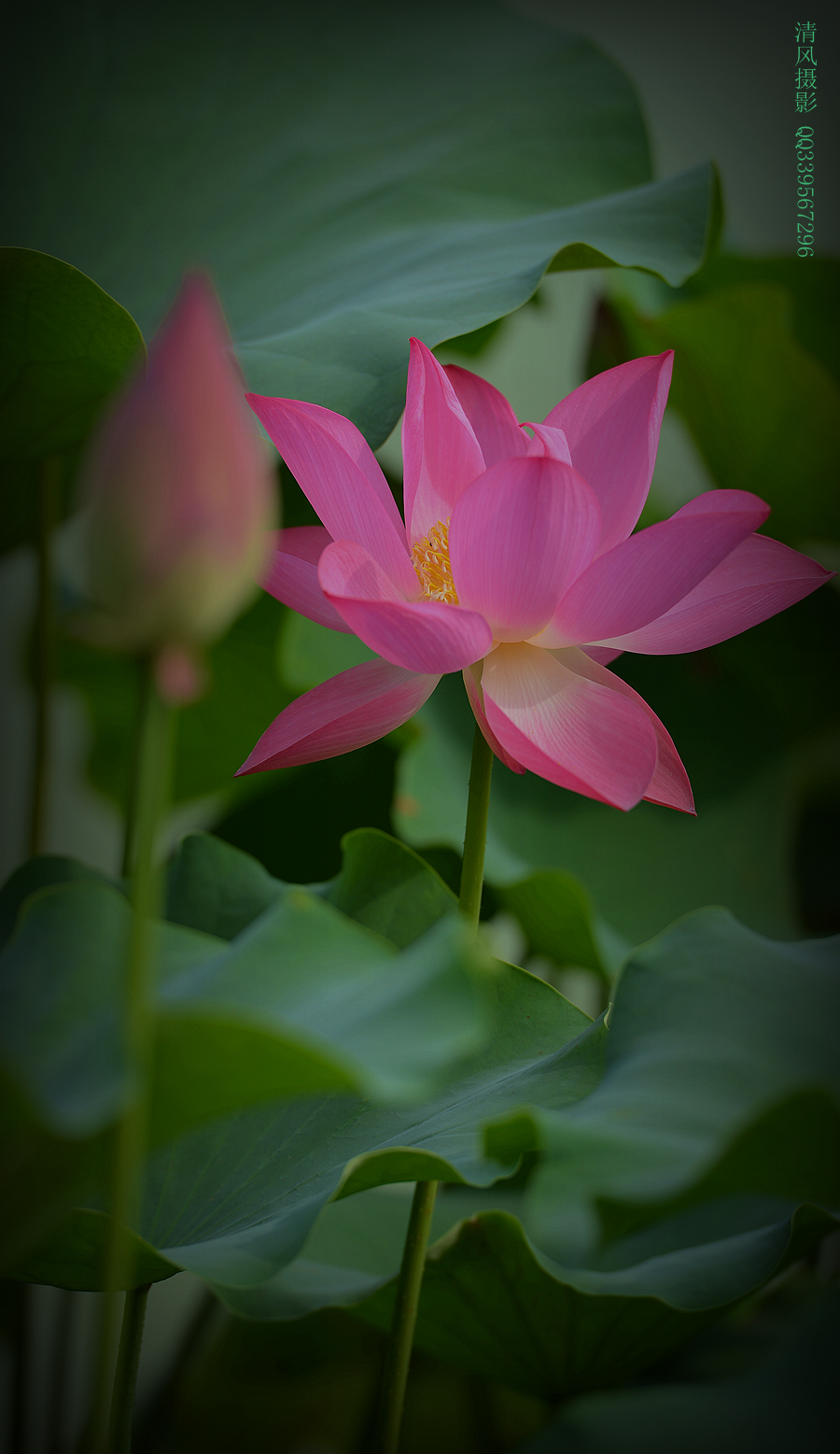DSC_6845_副本.jpg