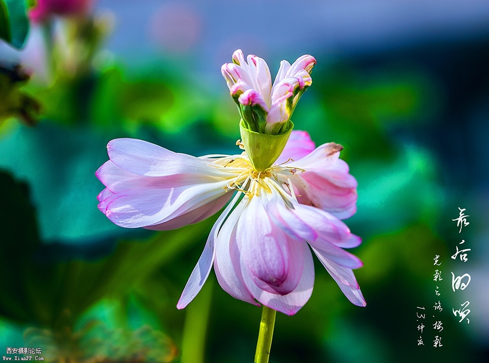 发DSC_7628.jpg