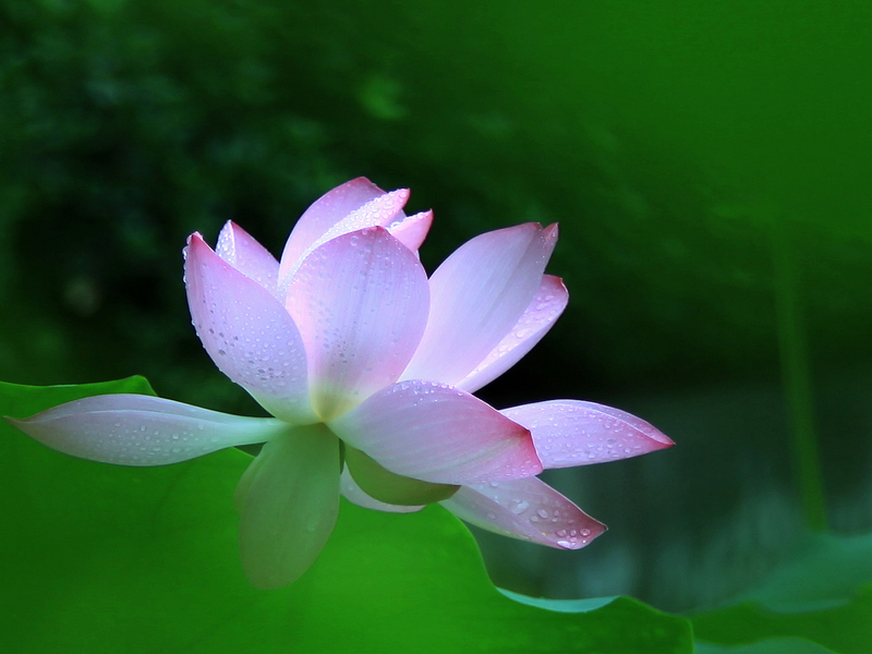 荷花1.jpg