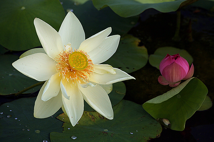 兴平荷花 061_副本.jpg