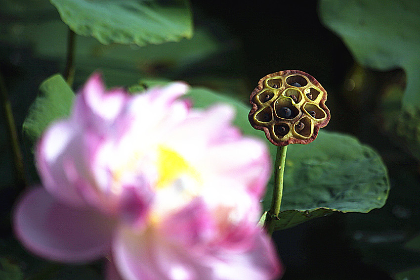 兴平荷花 009_副本.jpg