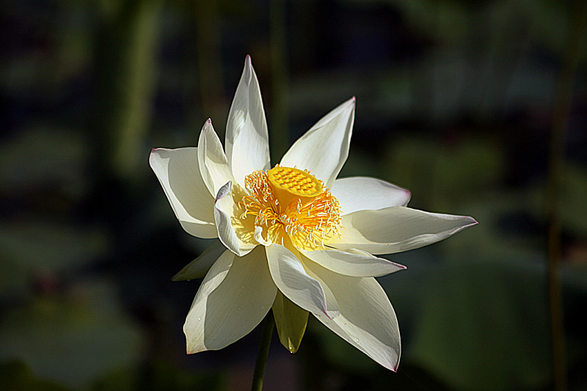 兴平荷花 010_副本.jpg