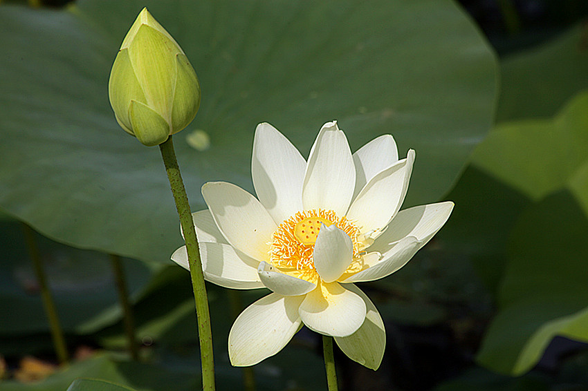 兴平荷花 059_副本.jpg