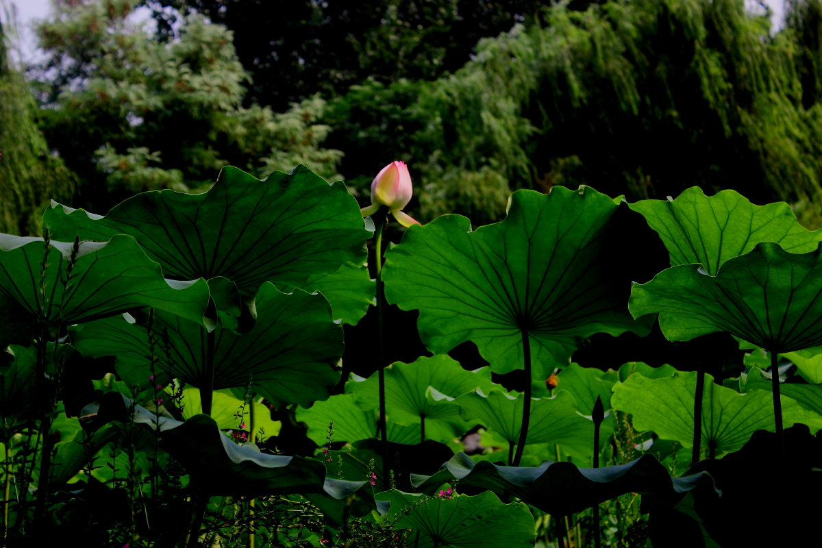 _MG_2897123.JPG