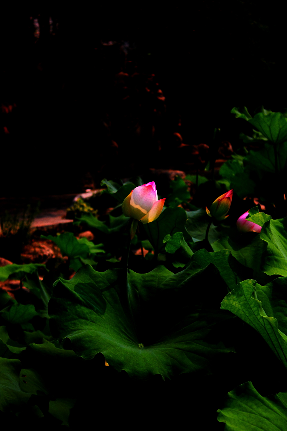 _MG_2910123.JPG