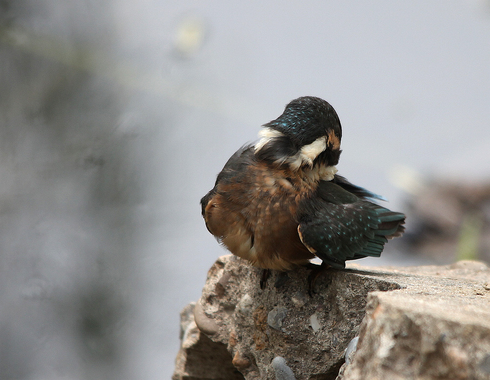 咸阳荷花 166BA.jpg