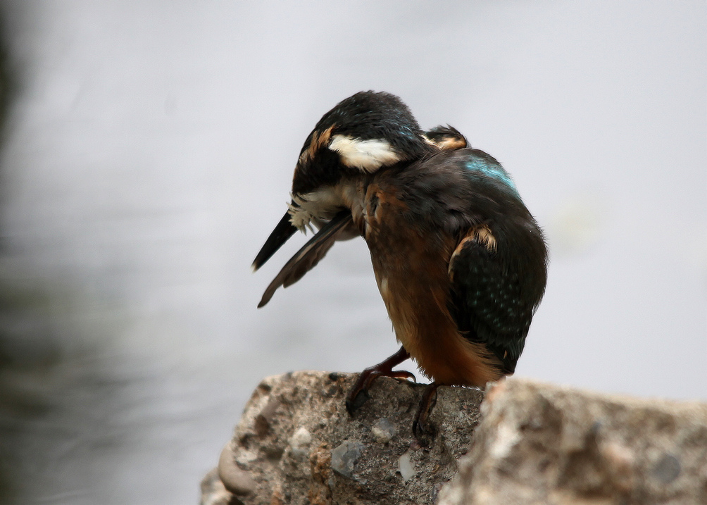 咸阳荷花 187BA.jpg