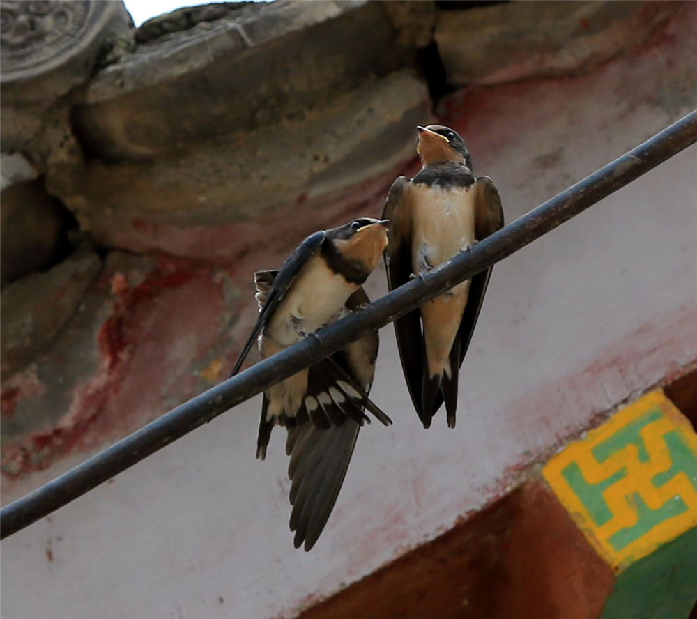 檐下燕语005_副本.jpg