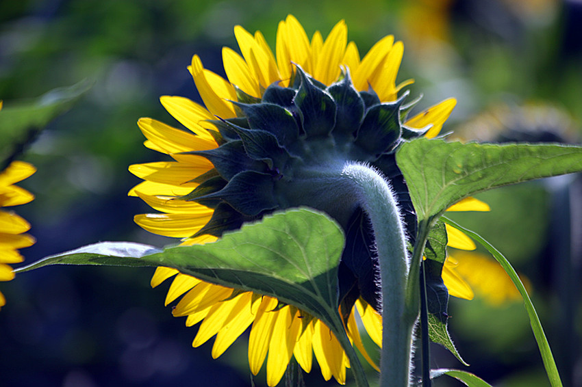 向日葵 056_副本.jpg