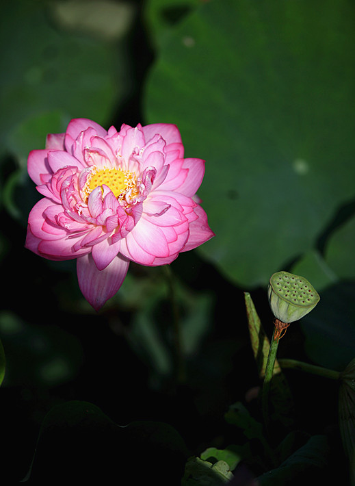 荷花 077_副本.jpg