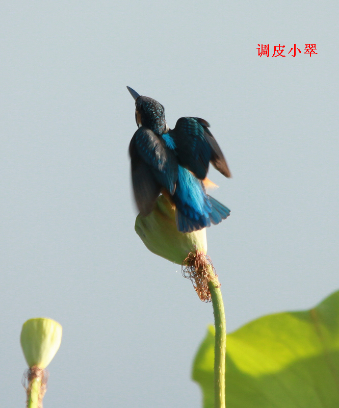 永阳公园V 131BA.jpg