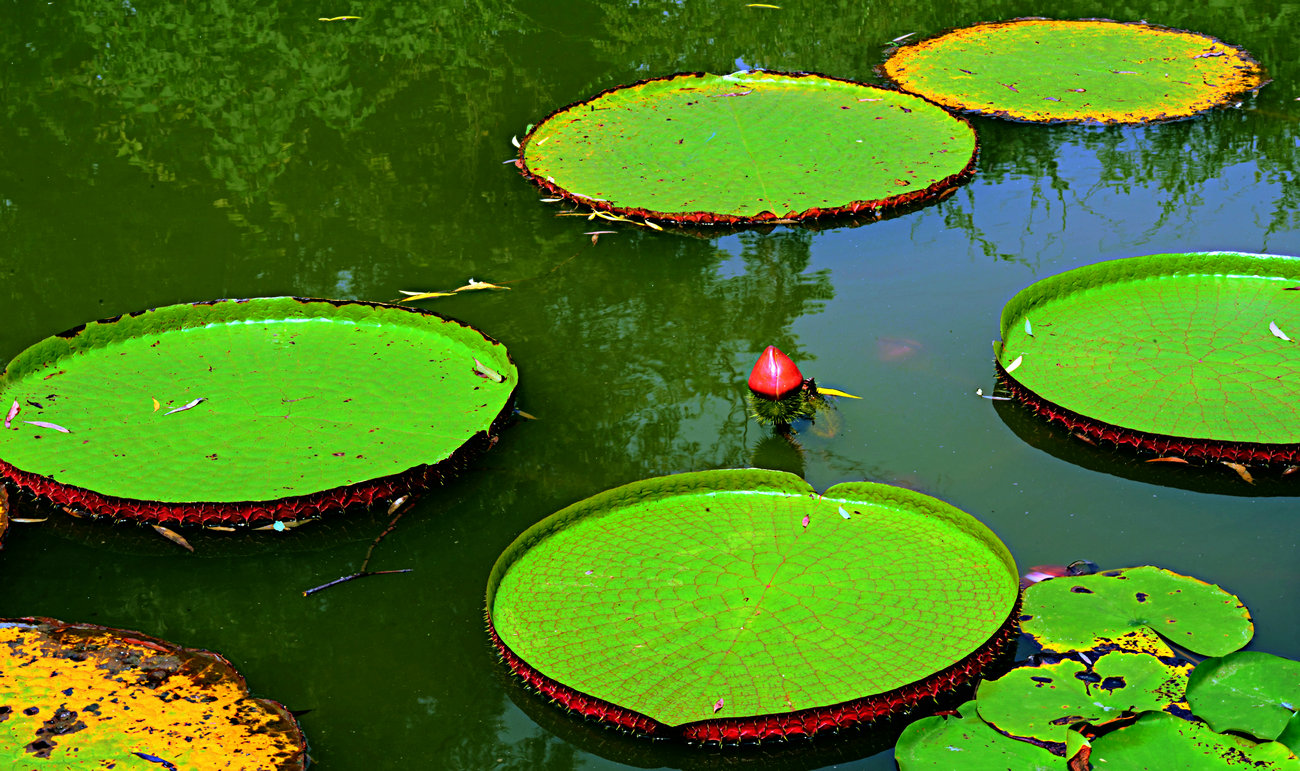 DSC_46551.jpg