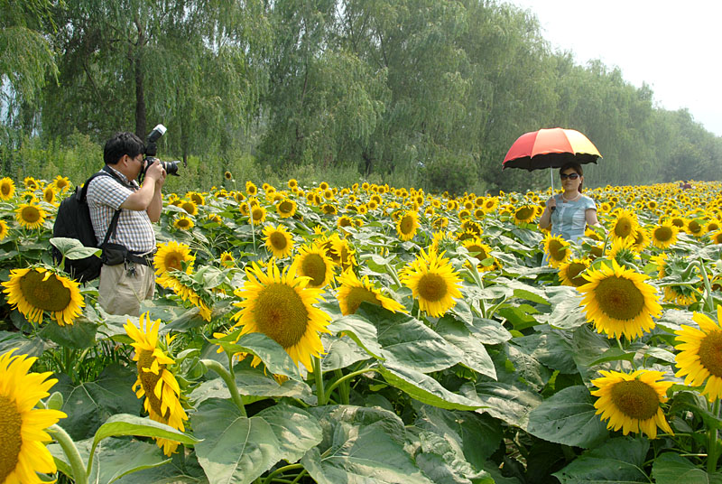 楼观 葵花 (10).jpg