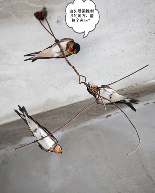YANR 054BA_conew1.jpg